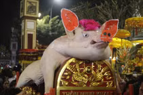 Video: “Ông lợn” La Phù được cho ăn sang, ngủ mắc màn đợi ngày rước