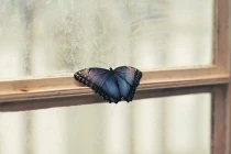 Bất ngờ gặp 6 dấu hiệu này: Bạn sắp có hỷ tín tới nhà