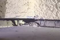 Video phát hiện rắn độc bên dưới thềm nhà ở Mỹ