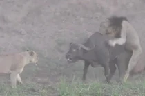 Video: Trâu rừng khuỵu xuống vì 4 sư tử cắn xé, thoát thân nhờ cơ duyên kỳ lạ