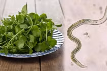 Bạn có biết 6 loại rau quen thuộc chứa nhiều ký sinh trùng nhất