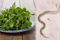 Bạn có biết 6 loại rau quen thuộc chứa nhiều ký sinh trùng nhất
