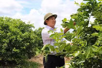 Chuyện người “vắt chanh không bỏ vỏ”