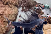 Video: Thả con cá kiếm xuống nước, kết quả đầy bất ngờ!