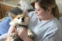 Kỳ lạ: Bệnh viện tại Canada “chữa bệnh” bằng liệu pháp thú cưng