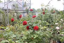 Giáp Tết, "cháy" a lô vì "trót" lấy vợ mê hoa hồng