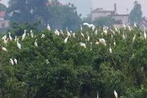 Cặp vợ chồng dành hơn 2ha đất trồng cây làm nơi trú ngụ cho cò