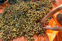 Đặc sản Sông Mã rớt giá, rẻ hơn rau vẫn vắng khách mua