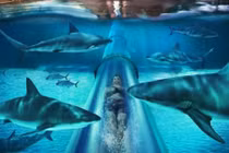 "Ngộp thở" với trò chơi cảm giác mạnh vô cùng đáng sợ ở Dubai