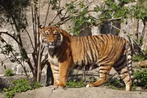 Tuần mới sang, 3 con giáp tài lộc bùng nổ, sự nghiệp lên hương