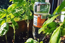 Cách chăm bón khu vườn nhỏ để mỗi năm thu hoạch tạ rau sạch