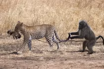 Video: Cướp con từ tay báo đốm, khỉ mẹ chỉ ôm về cái xác