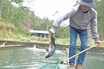 Cá tầm Trung Quốc quá nhiều, hạ đo ván cá trong nước