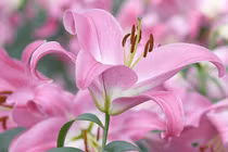 Ngày sinh của những người đi đâu làm gì cũng có quý nhân đưa đường chỉ lối