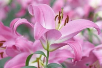 Ngày sinh của những người đi đâu làm gì cũng có quý nhân đưa đường chỉ lối