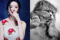 3 con giáp cẩn thận vận xui ập tới trong 7 ngày tới