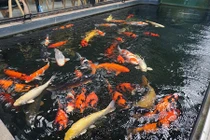 Ngắm hồ cá Koi tiền tỷ của dân chơi phố Núi