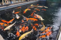 Ngắm hồ cá Koi tiền tỷ của dân chơi phố Núi