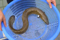 Thu hơn 300 triệu đồng/năm từ mô hình nuôi đặc sản "ông ăn bà mê mệt"