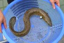 Thu hơn 300 triệu đồng/năm từ mô hình nuôi đặc sản "ông ăn bà mê mệt"