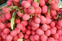 Quả rừng đỏ au: Món lạ dầm muối ớt lên cơn sốt quà vặt