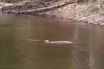 Video: Hổ mang chúa tung tuyệt chiêu tử thần kết liễu con mồi cứng đầu