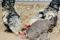 Đại gia Việt chi mạnh mua gà kỳ lân nghìn đô đãi tiệc