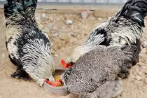 Đại gia Việt chi mạnh mua gà kỳ lân nghìn đô đãi tiệc