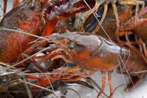 Tôm càng đỏ vẫn bán đầy trên mạng, alo là có