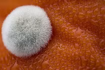 Ngỡ ngàng trước những vật thể đẹp lung linh dưới kính hiển vi điện tử