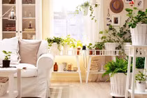 Sai lầm nghiêm trọng khi trồng cây, hoa trong nhà cần bỏ gấp