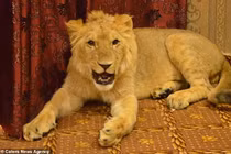 Đại gia Pakistan cho sư tử nằm điều hòa, coi như con