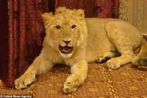 Đại gia Pakistan cho sư tử nằm điều hòa, coi như con