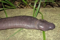 Loài rắn trông dị hợm nhìn xa giống hệt "của quý" của người, dài 0,8m