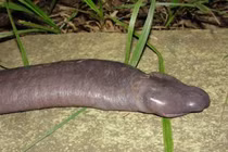 Loài rắn trông dị hợm nhìn xa giống hệt "của quý" của người, dài 0,8m