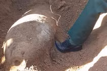 Chẻ củi trên quả bom nặng 250 kg suốt nhiều năm