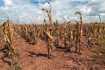 Cảnh báo con người chết đói vì côn trùng “điên cuồng” hơn bao giờ hết