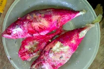 Hà Tĩnh: Tá hỏa cá kho đổi màu đáng sợ chỉ sau một đêm 