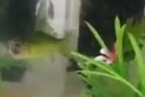 Cá vàng không đầu vẫn bơi lội tung tăng suốt 3 ngày