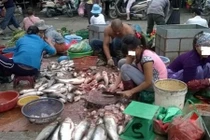 Hành trình đưa cá ươn từ chợ lên bàn ăn của các đầu nậu