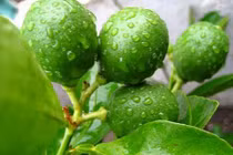 Khỏi nhanh sâu răng, viêm lợi, ê nhức, đau buốt chỉ với chén nước này