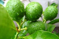 Khỏi nhanh sâu răng, viêm lợi, ê nhức, đau buốt chỉ với chén nước này