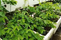 Phát thèm vườn rau trên sân thượng của "soái ca" Hải Dương