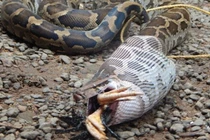 Chủ trang trại mất 200 con gà và sự thật kinh hoàng được hé lộ