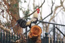 Bị phạt tiền vì để gà cưng gáy lúc 4 rưỡi sáng