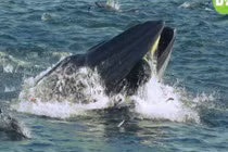 Video: Hãi hùng cảnh cá voi khổng lồ hút người vào miệng