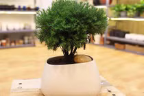 Trồng cây tùng bồng lai vừa sang nhà lại mang đến may mắn