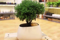 Trồng cây tùng bồng lai vừa sang nhà lại mang đến may mắn