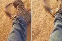 Video: Sợ đơ cứng người khi phát hiện rắn cực độc chui vào ống quần