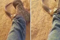 Video: Sợ đơ cứng người khi phát hiện rắn cực độc chui vào ống quần